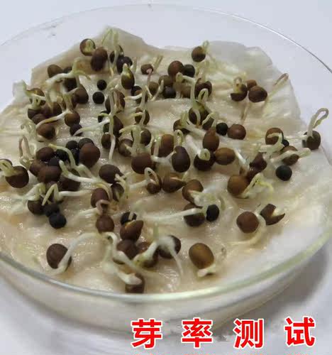 毛苕子种子光叶紫花苕箭舌野豌豆养蜂蜜源植物牧草籽果园绿肥种籽 - 图3