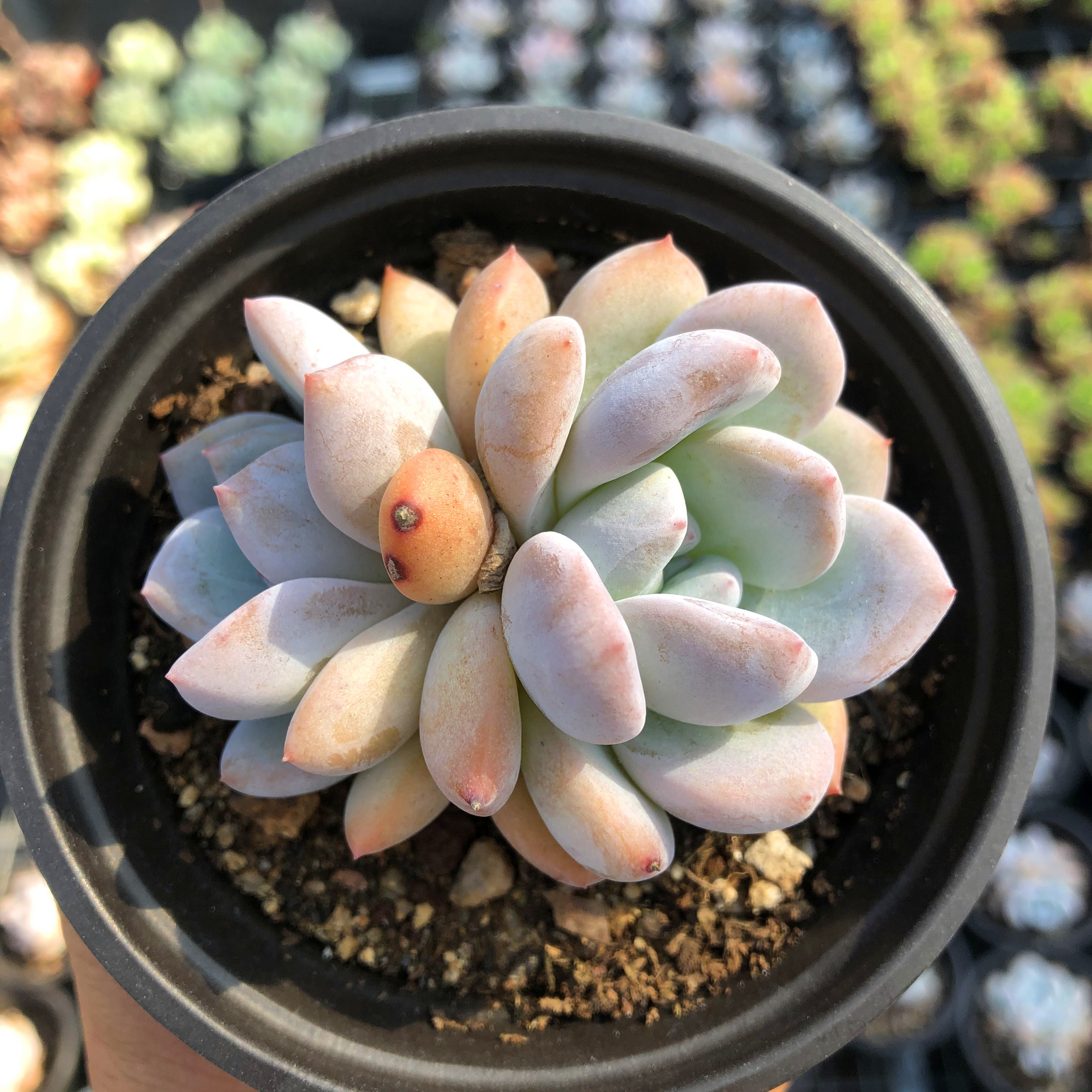 韩橙果冻橙子正版梦露群生多头单桩多肉植物盆栽花卉绿植一物一拍,淘宝优惠券,粉丝福利购,淘宝优惠卷