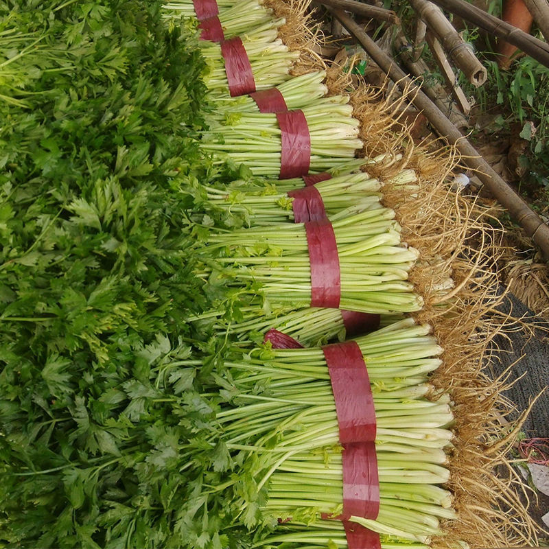 小香芹四季庭院春秋种植香芹种子西芹芹菜种子农家蔬菜散装按斤卖 - 图2