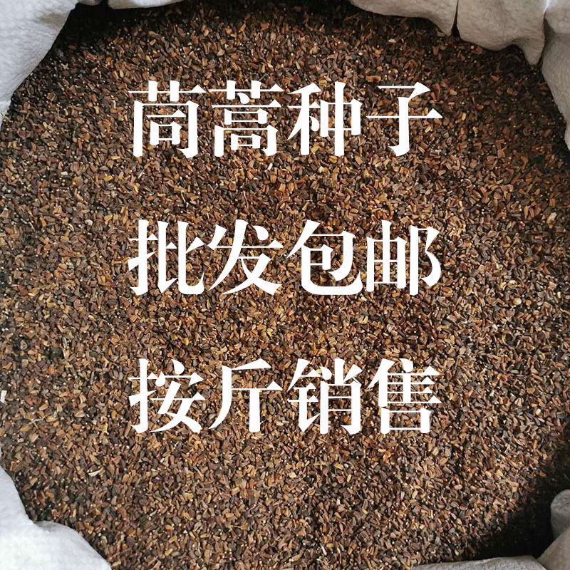 光杆小叶茼蒿菜种子皇帝菜阳台蔬菜种籽茼蒿菊四季种植青菜种子菜-图0