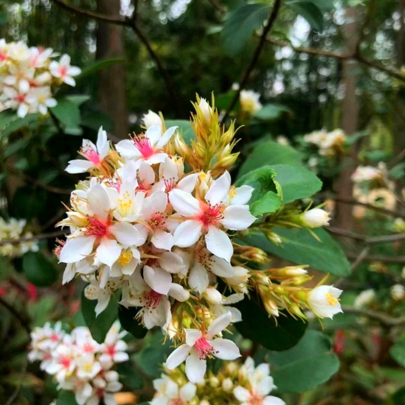 包邮春花石斑木 车轮梅 石斑木 春花 凿角 雷公树 山花木 石棠木 - 图0