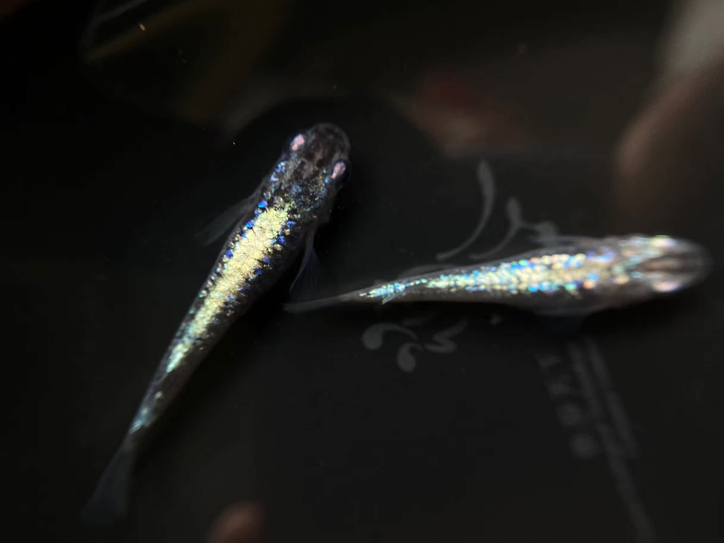 冷水鱼好养淡水小型鱼观赏鱼不打氧原生鱼小鱼活青鳉除油膜蓝山鱼 鱼游工作室 淘优券 冷水鱼好养淡水小型鱼观赏鱼不打氧原生鱼小鱼活青鳉除油膜蓝山鱼 鱼游工作室 淘优券