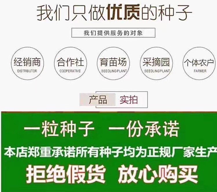 果然多黄瓜种子一代杂交早熟水果黄瓜强雌黄瓜种籽连续结果能力强-图2