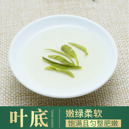 古丈毛尖绿茶2026茶叶浓香型明前高山茶叶散装礼罐毛尖茶自己喝 - 图2