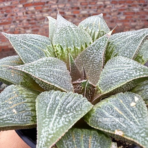 铝之星 芭提雅 玉露十二卷多肉植物绿植盆栽 一物一拍 - 图2