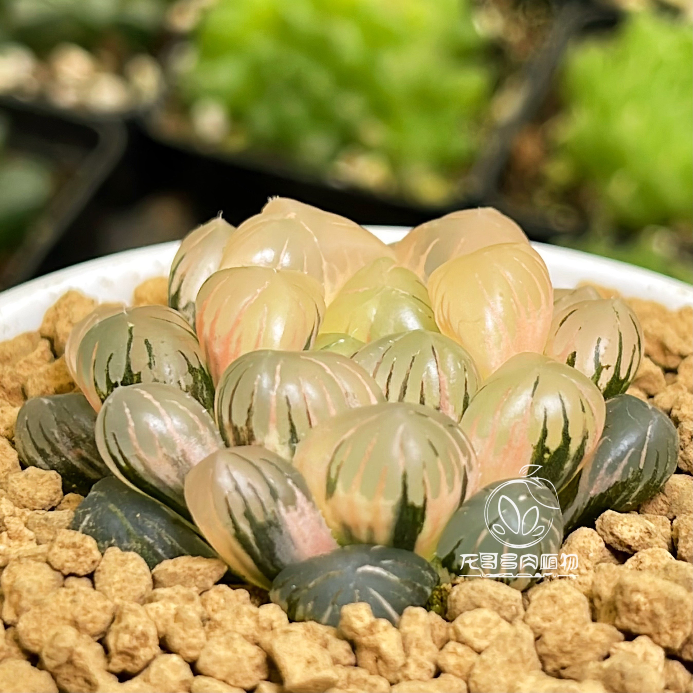 OB1冰灯紫肌玉露锦潘灯大紫玉露十二卷龙哥多肉植物一物一拍_虎窝淘