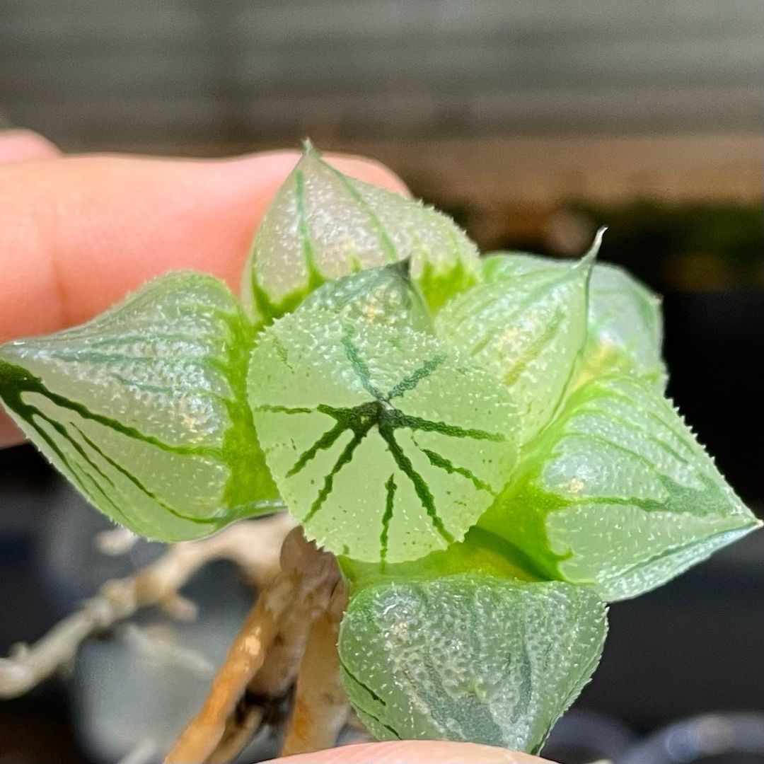 冰城实生 全背窗 玉露十二卷多肉植物绿植盆栽 一物一拍 带盆包邮 - 图0