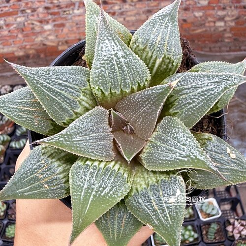 铝之星 芭提雅 玉露十二卷多肉植物绿植盆栽 一物一拍 - 图0