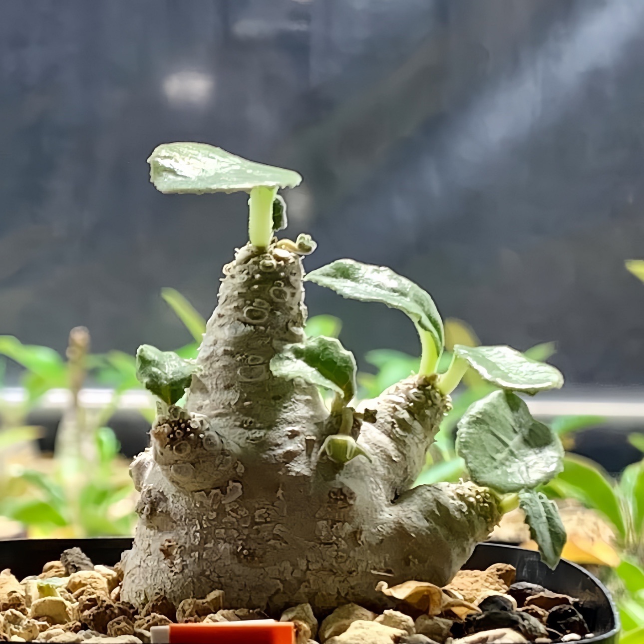 白皮琉桑 Dorstenia sp. Mait块根多肉植物绿植小盆栽一物一拍-图2