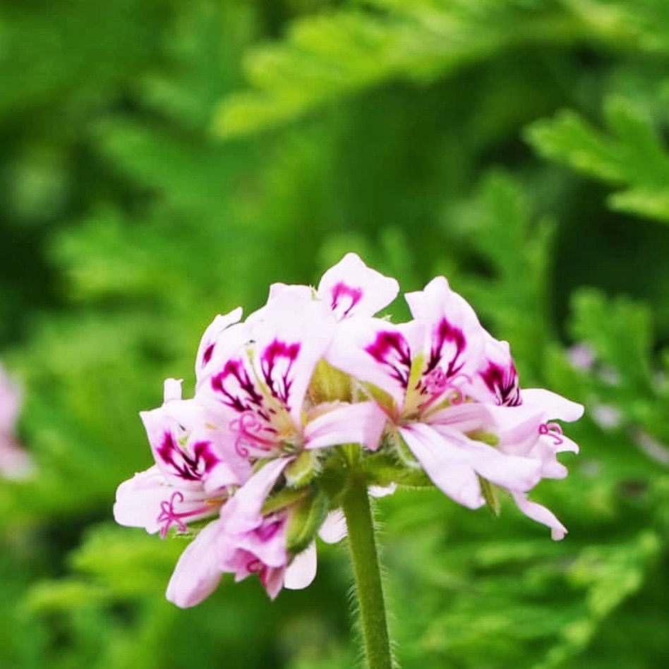 碰碰香洋葵 Pelargonium odoratissimum 多肉植物块根 一物一拍 - 图1