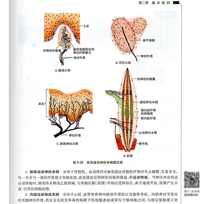 正版 人体解剖学 陈尚 胡小和 主编 高职高专大专院校 供康复治疗技术专业用 十三五规划教材 人民卫生出版社 高等职业教育教材