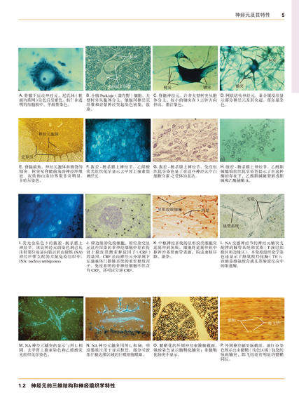 正版现货奈特神经科学彩色图谱第3版三版李安然张卫光平装奈特神经系统疾病临床解剖人体书籍医学图谱参考书北京大学医学出版社-图2