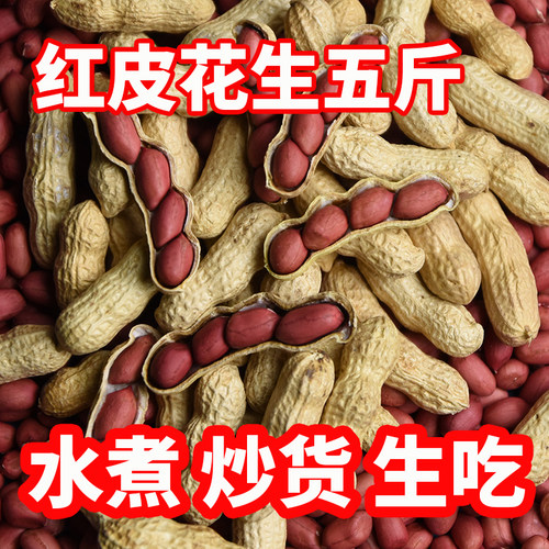 2025年新鲜红皮花生带壳生花生带壳新鲜晒干炒补生的血红衣花生货 - 图1
