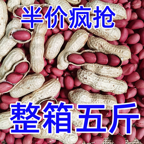 2025年新鲜红皮花生带壳生花生带壳新鲜晒干炒补生的血红衣花生货 - 图2