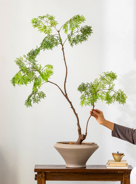 仿生植物羽叶福禄桐造景装饰盆景