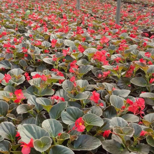 海棠玻璃翠丽格海棠花期带花发货室内庭院阳台盆栽海棠盆栽 - 图0