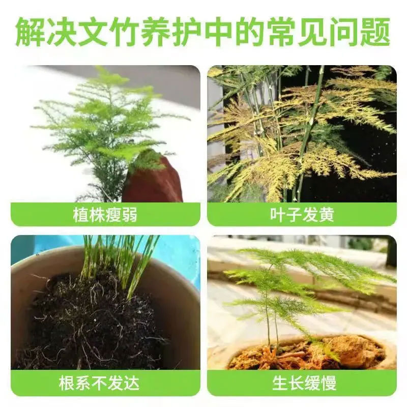 文竹专用营养液肥料盆栽绿植物叶子发黄枯瘦干尖烂根落叶壮根绿叶 - 图2