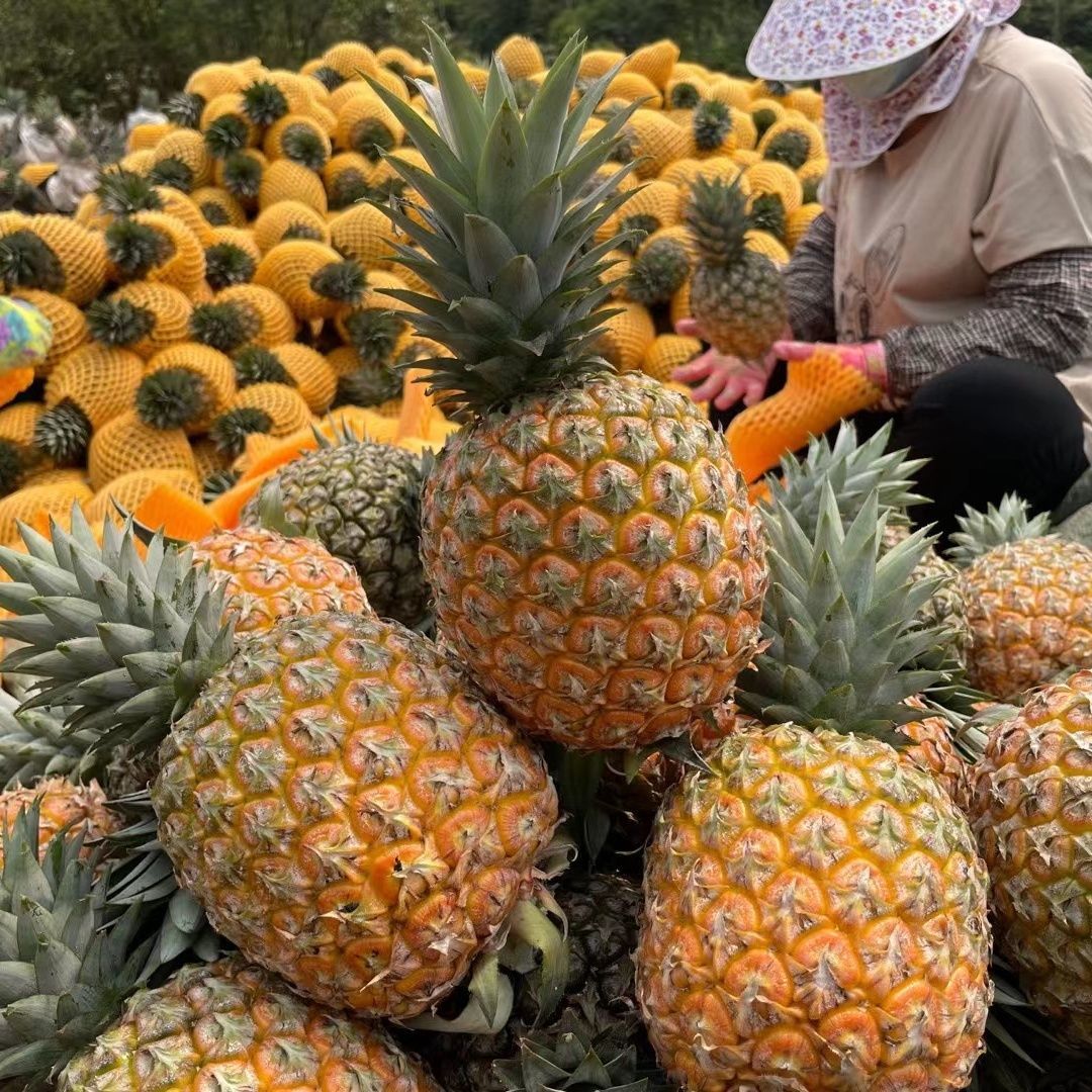 【芒果凤梨】正宗芒果凤梨海南台农23号脆甜大果超甜凤梨新鲜菠萝 - 图1