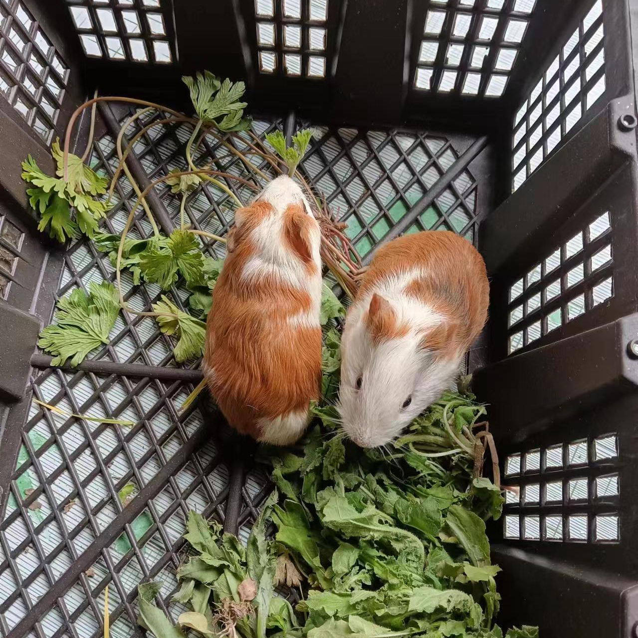 荷兰猪宠物彩色豚鼠老鼠兔活物幼体荷兰鼠崽活物养殖场直销荷兰兔,淘宝优惠券,粉丝福利购,淘宝优惠卷