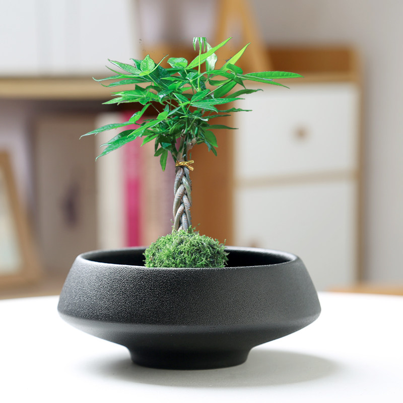 【新客立减】人气苔藓球花盆陶瓷中式亚光桌面摆件水培米竹菖蒲水,淘宝优惠券,粉丝福利购,淘宝优惠卷