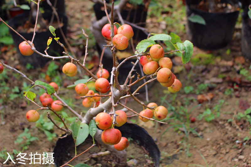 绿洲 园艺店铺老鸦柿盆景直播一物一拍专拍付款链接 运费补差 - 图0