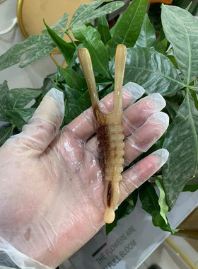 牛角挺鼻美鼻刮耳白水牛角