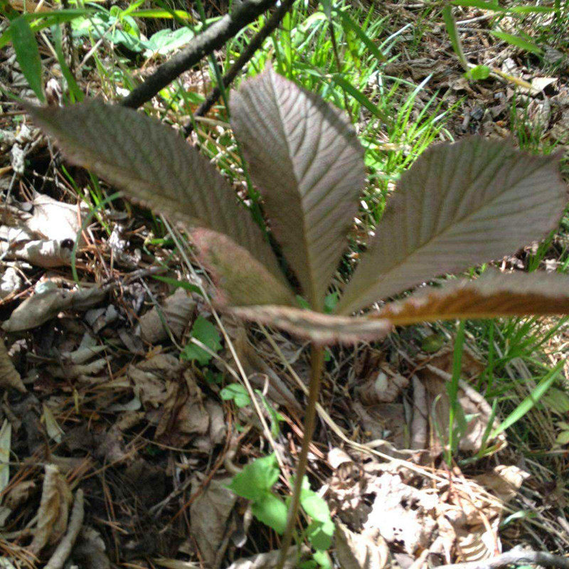 药材种子种苗  岩陀苗 鬼灯擎苗
