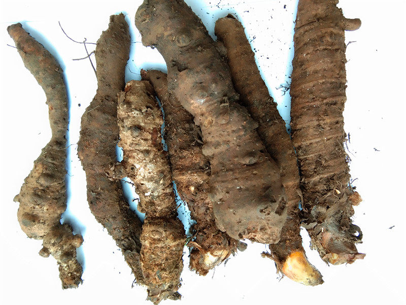 药材种子种苗  岩陀苗 鬼灯擎苗