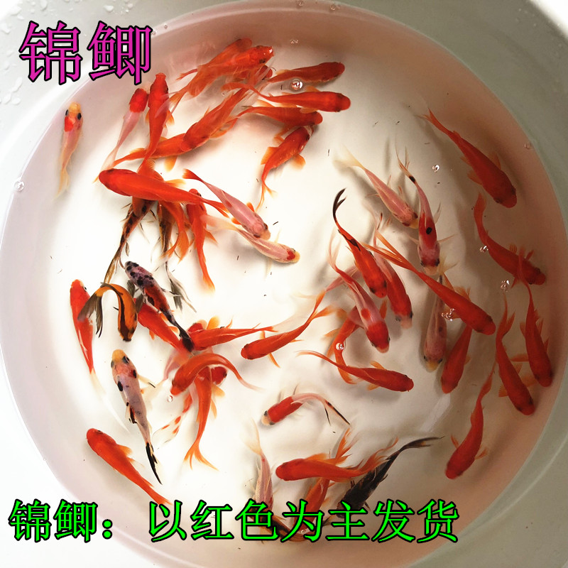 金鱼活鱼小型观赏鱼锦鲤锦鲫冷水鱼活体饲料鱼苗红草鱼室外易养鱼 巴渝水族 淘优券 金鱼活鱼小型观赏鱼锦鲤锦鲫冷水鱼活体饲料鱼苗红草鱼室外易养鱼 巴渝水族 淘优券