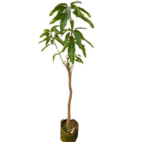 芒果树苗红贵妃芒果树苖特大果金煌芒四季芒当年结果庭院盆栽地栽 - 图3