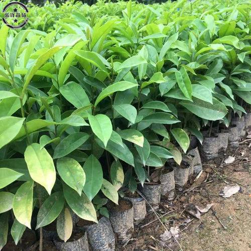 五月茶树苗酸味树五味叶五味子树苗果苗名贵药用植物庭院绿化苗木 - 图2