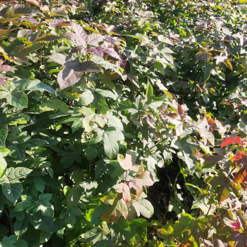 枫香树苗三角枫树苗广西枫香叶黑色植物染料山枫香中药材造林复绿 - 图3