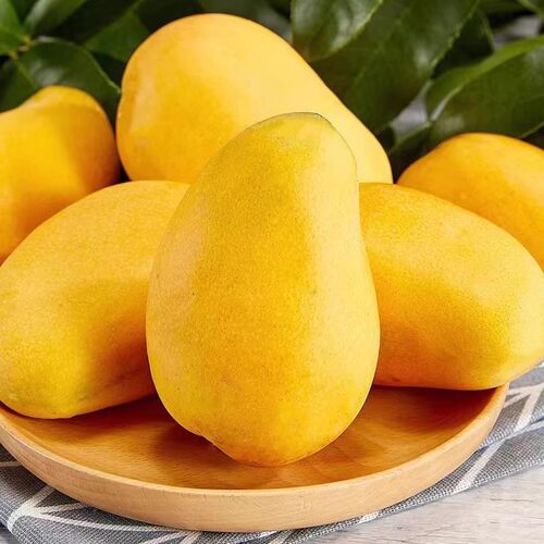 芒果树苗红贵妃芒果树苖特大果金煌芒四季芒当年结果庭院盆栽地栽 - 图1