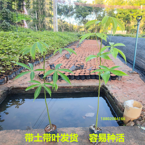 异木棉树大腹木棉树苗英雄红花木棉满树开花庭院绿化景观树耐寒 - 图2