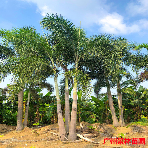 狐尾椰子树苗盆栽绿植棕榈苗耐旱耐寒植物室外盆景常青庭院绿化树 - 图2