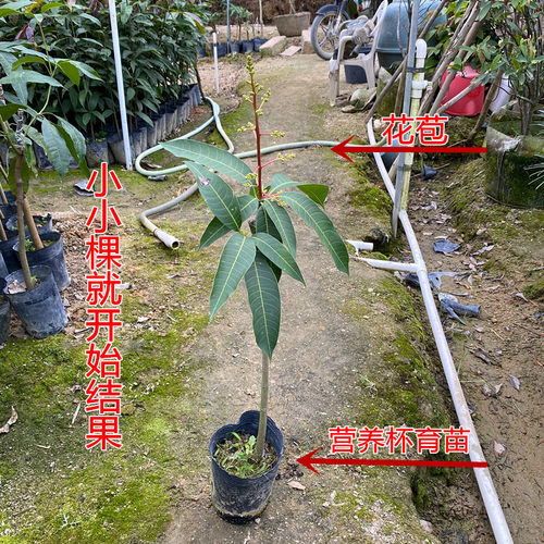 芒果树苗红贵妃芒果树苖特大果金煌芒四季芒当年结果庭院盆栽地栽 - 图0