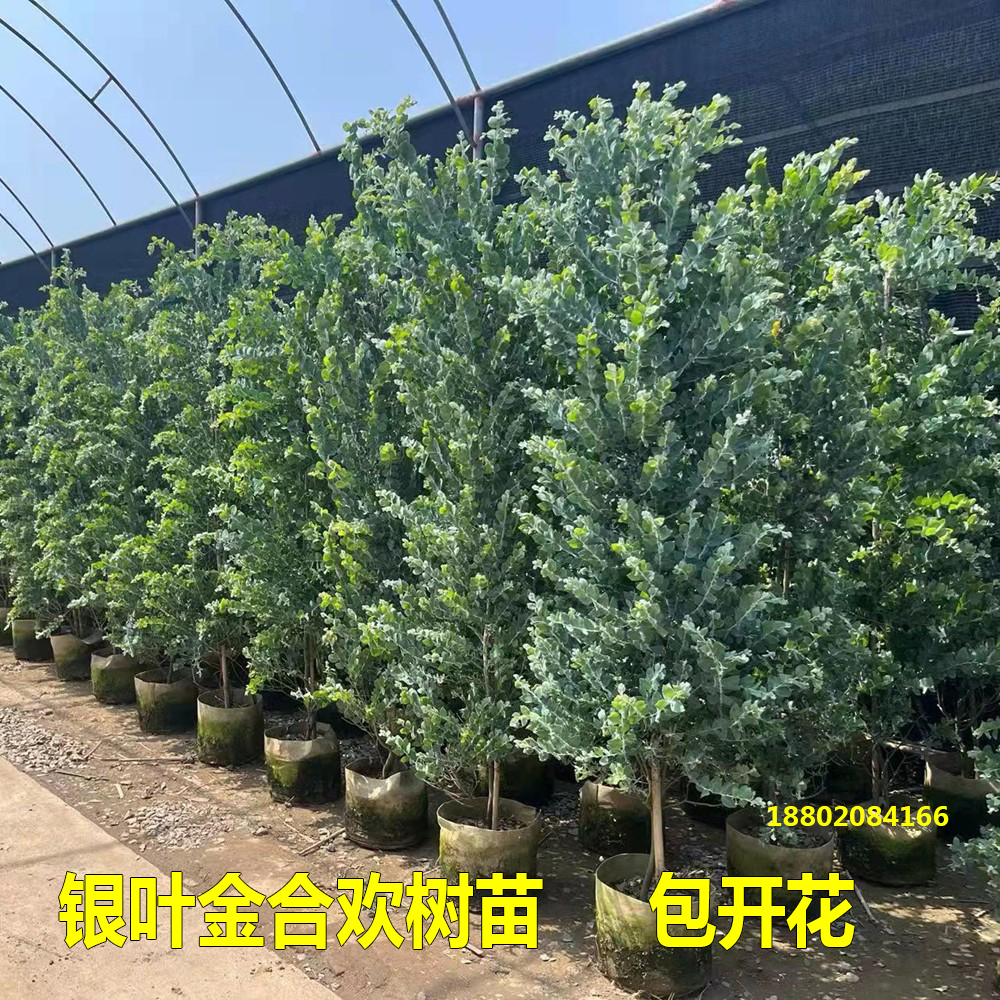 银叶金合欢树苗澳洲名贵苗木庭院绿化风景树常绿观叶盆栽花卉植物 - 图1