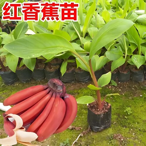 香蕉树苗粉蕉小米蕉苹果蕉矮化红蕉树苗皇帝蕉苗芭蕉大苗当年结果 - 图3
