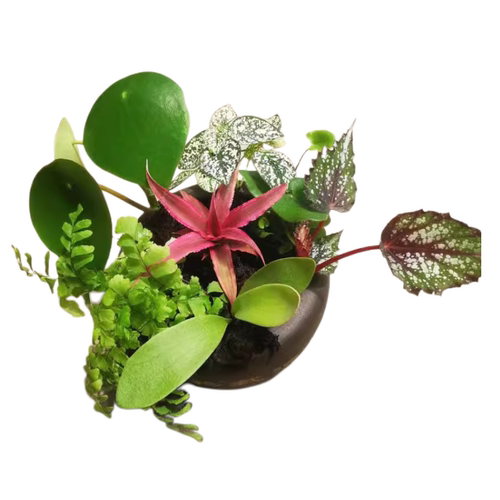 生态缸雨林缸观叶植物微景观造景专用小型绿植蕨类特色植物盆栽 - 图3