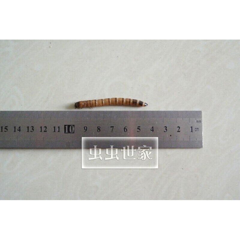 大麦虫活体超级面包虫活虫宠物蜥蜴乌龟鸟鱼活体饲料活虫500g包邮,淘宝优惠券,粉丝福利购,淘宝优惠卷