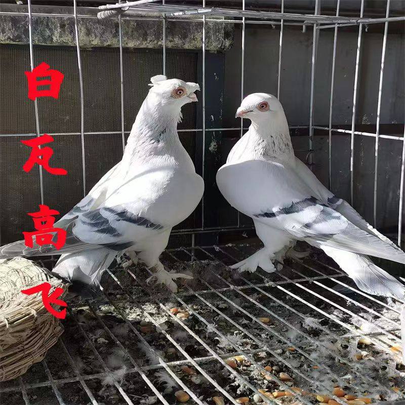 高飞鸽甘肃高飞鸽白瓦斑高飞小青年一对凤头高飞甘谷白瓦斑