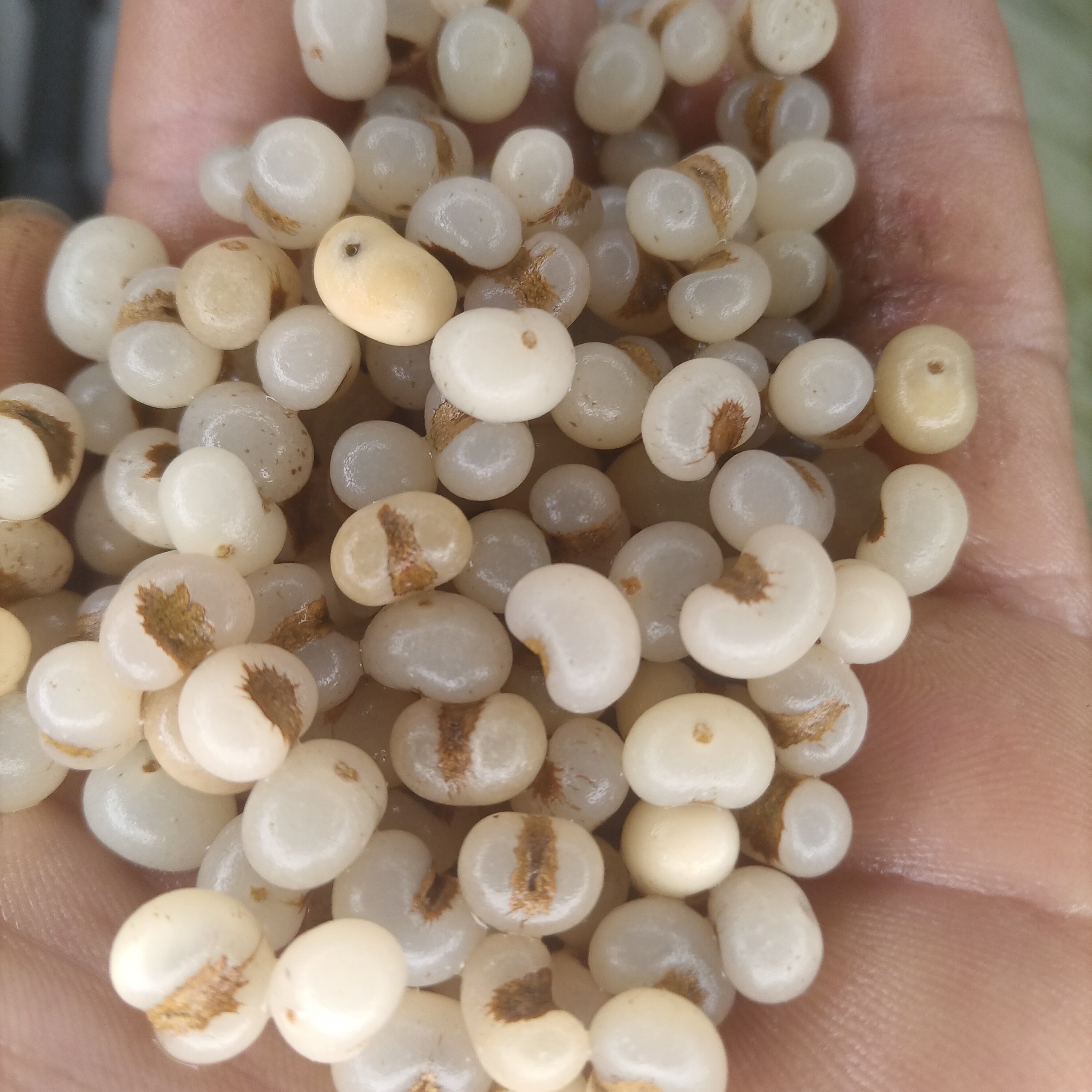 棕榈籽去皮网红手串DIY手工手串项链抛光打孔网红,淘宝优惠券,粉丝福利购,淘宝优惠卷