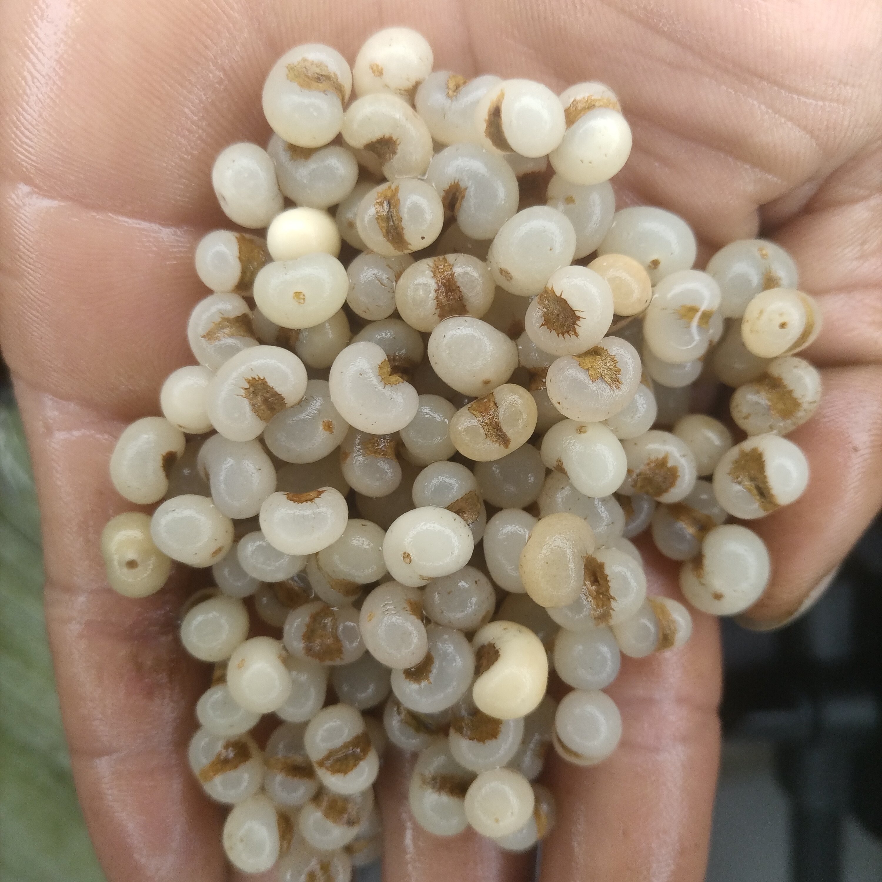 棕榈籽去皮网红手串DIY手工手串项链抛光打孔网红,淘宝优惠券,粉丝福利购,淘宝优惠卷