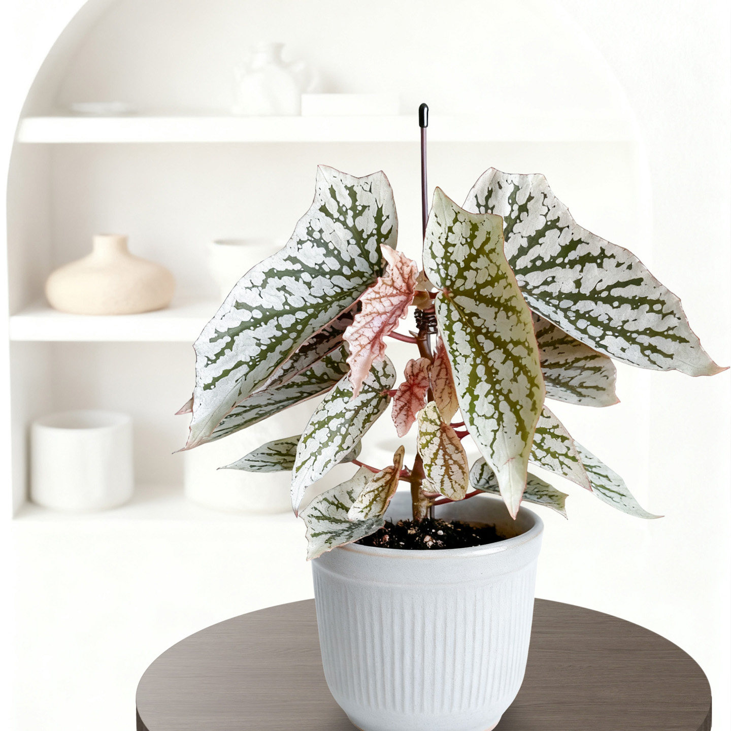 白色系秋海棠 ins网红室内盆栽植物猫耳朵梨花胡安妮塔富士山白冰,淘宝优惠券,粉丝福利购,淘宝优惠卷