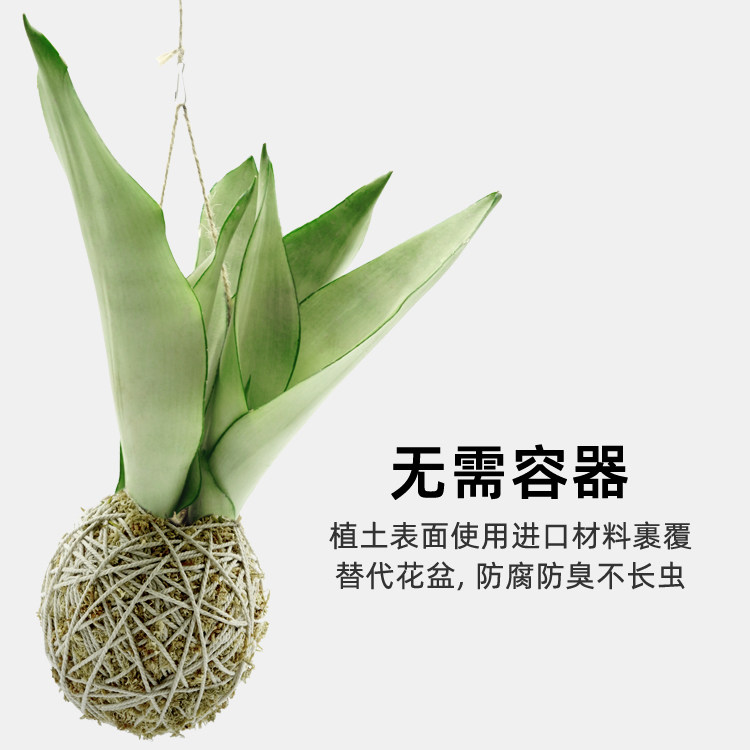 空气凤梨蕨类绿植竹芋爱之蔓小植物耐阴室内网