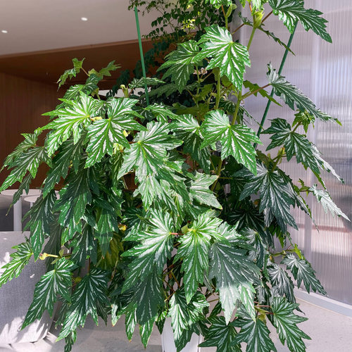 原种乌头杂秋海棠开花风铃兰娜苏菲室内客厅喜阴耐旱热带植物盆栽 - 图1