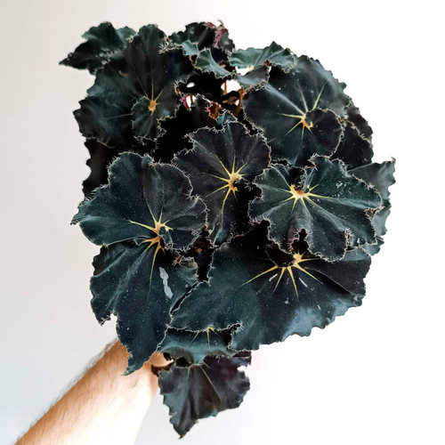 ins 网红观叶蟆叶秋海棠盆栽开花卉新奇植物室内客厅阳台桌面好养 - 图3
