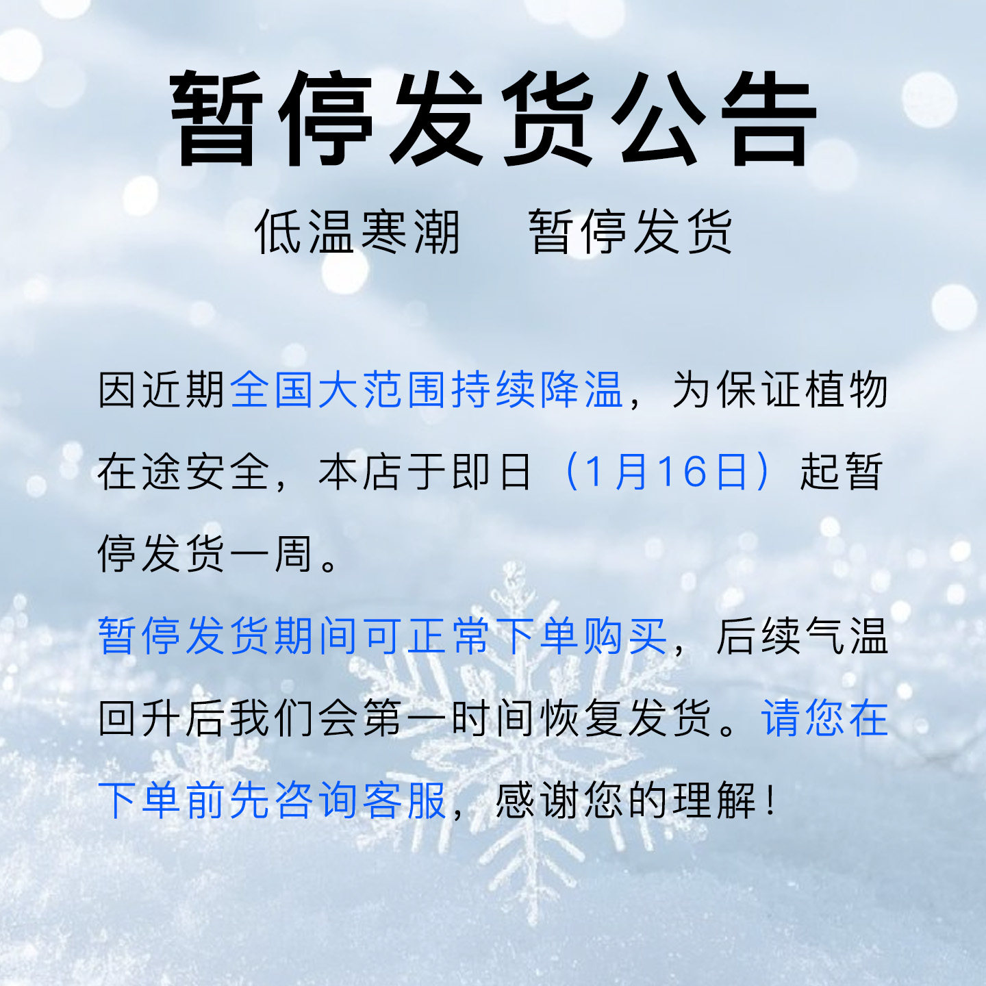 白色系秋海棠 ins网红室内盆栽植物猫耳朵梨花胡安妮塔富士山白冰,淘宝优惠券,粉丝福利购,淘宝优惠卷