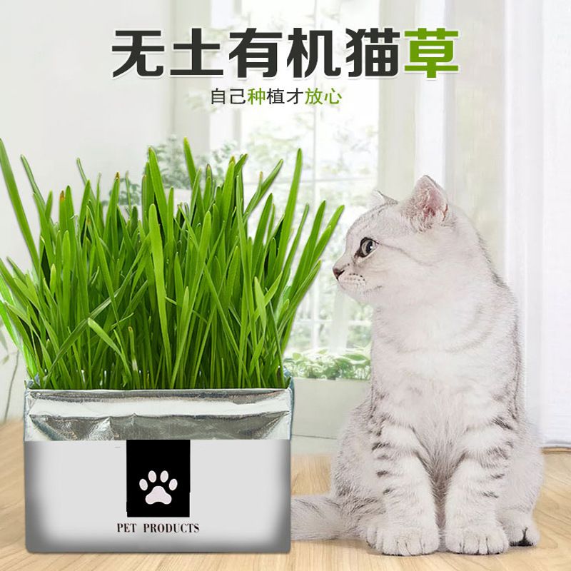 猫草种子 网红无土栽培猫草懒人水培猫草猫草去毛球助消化猫零食 - 图0