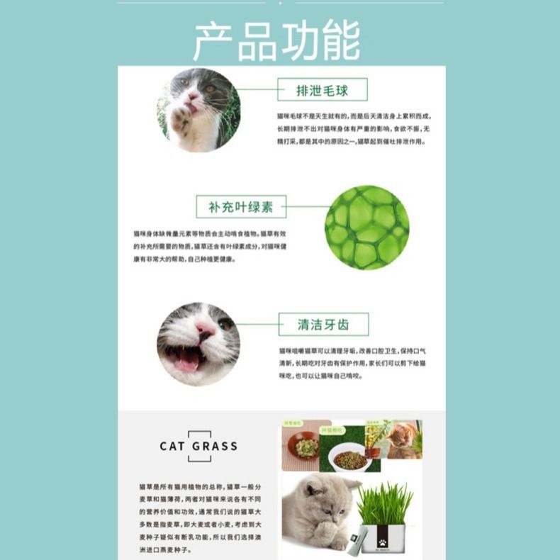 猫草种子 网红无土栽培猫草懒人水培猫草猫草去毛球助消化猫零食 - 图3